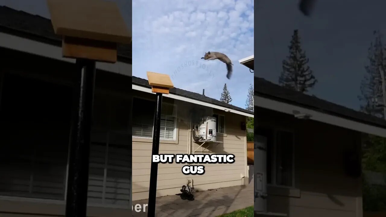 Uncovering Insane Jumping Skills What You Wont Believe They Can Do