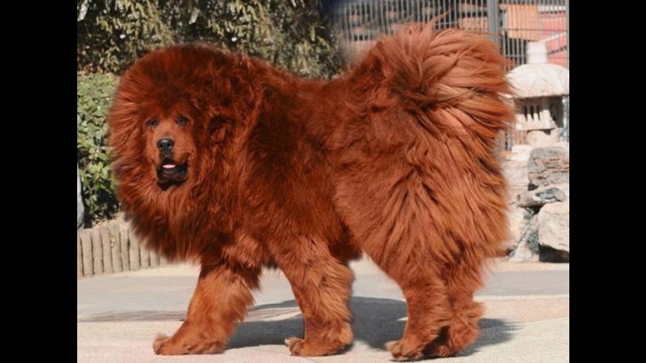 Tibetan Mastiff Very Big DOG