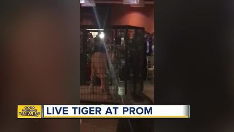 Live tiger causes controversy at Florida high school prom