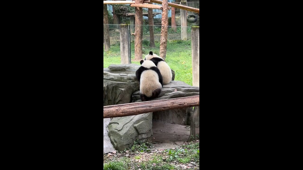 panda fightting