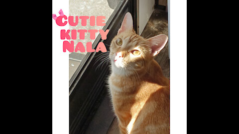 Cutie Kitty Nala