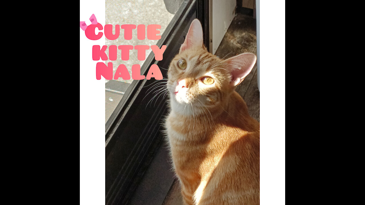 Cutie Kitty Nala