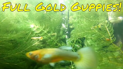 Underwater Viewing Full Gold Guppy Pond