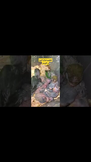 تطعيم فراخ الروز و الفيشر كيوت روعة