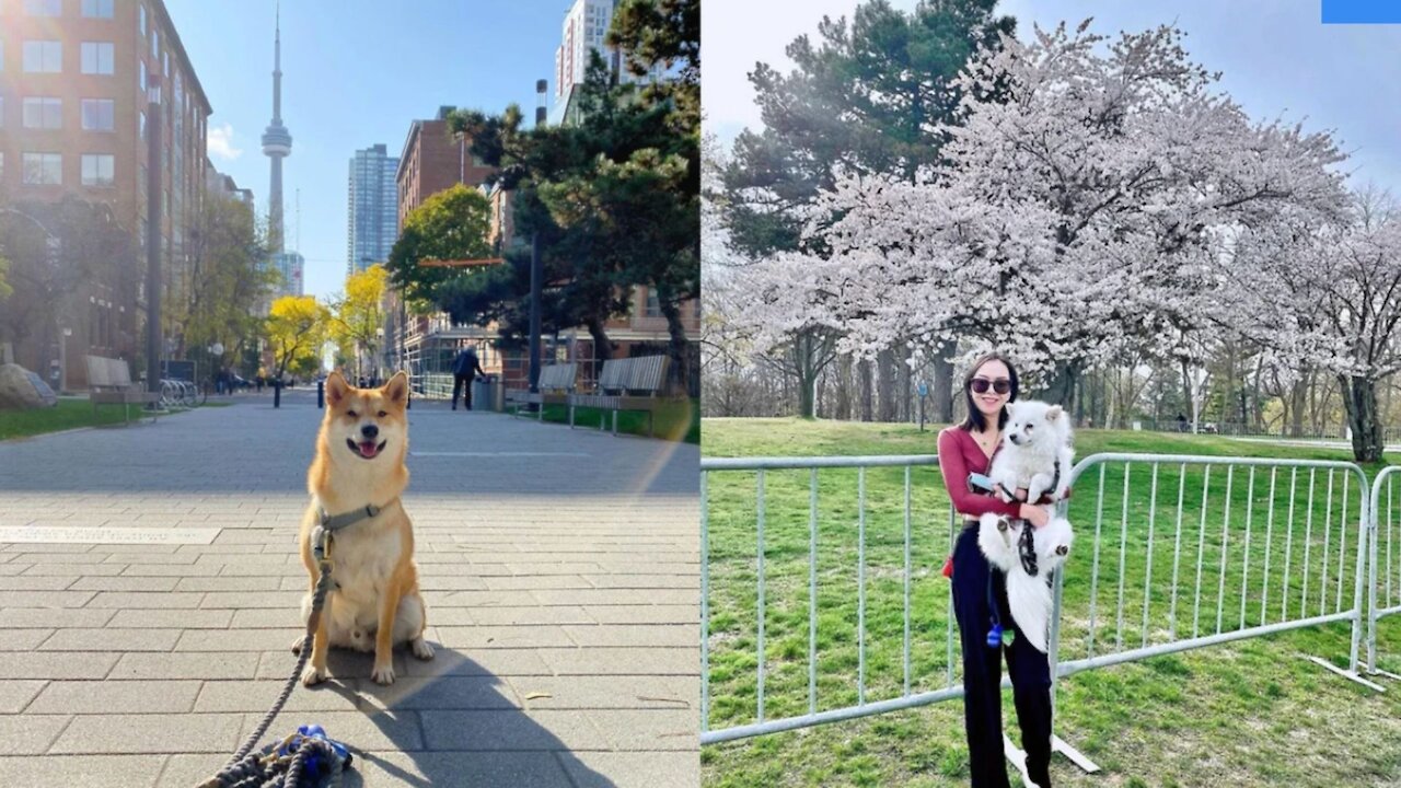 9 Toronto Dog Parks That Are Just As Pawsome For You As For Your Puppy