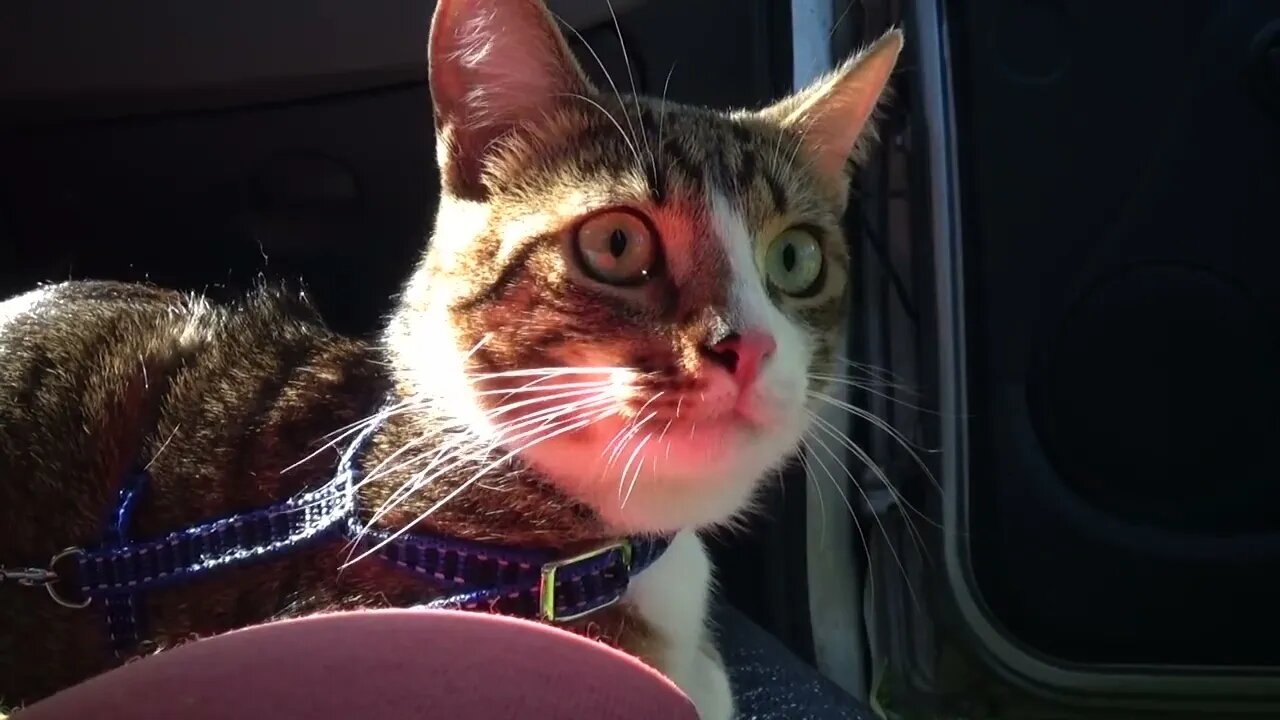 Cat Watches Tourists from the Car