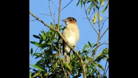 canto anambé branco de bochecha parda