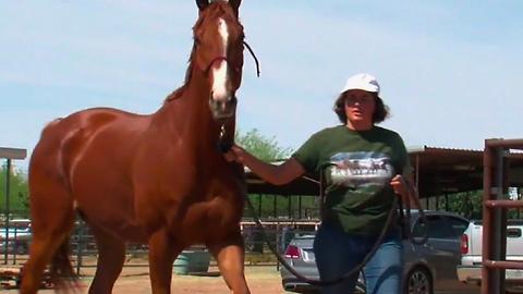 Arizona serves as home to retired race horses