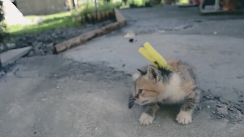 wrong Cats training, you should never pick up your cat by the scruff of the neck