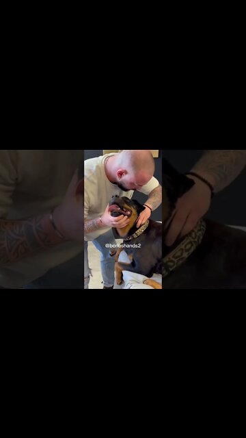 Dog Chiropractor #dog #chiropractor