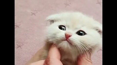 PLAYING CAT VIDEO MEAWWW