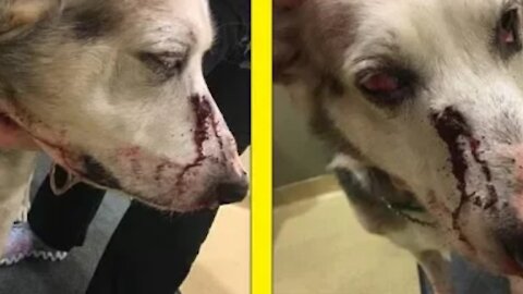 Man arrested for shooting friends dog in the face for barking