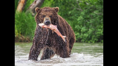 How does a bear catch a salmon