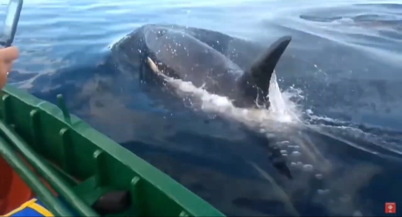 Orcas swim next to the boat