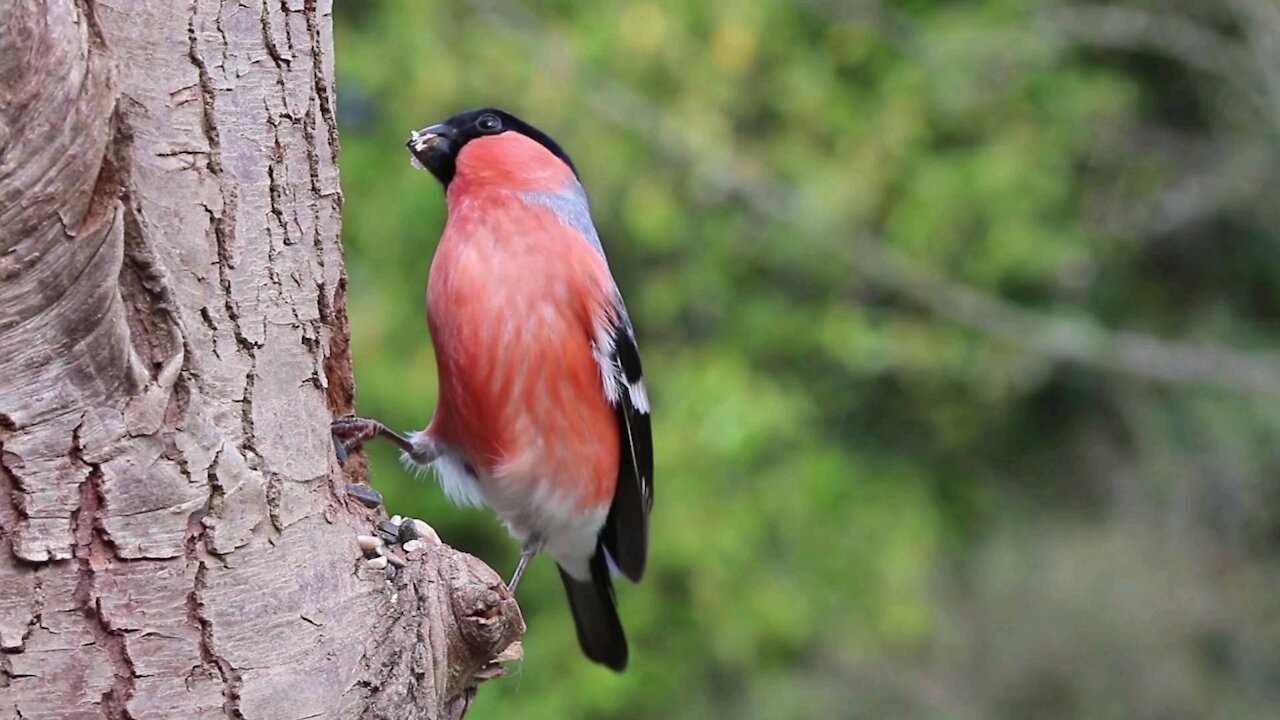 Bullfinches, Les bouvreuils