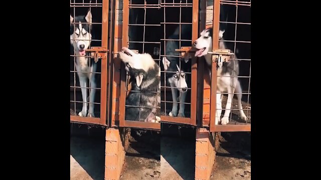 Funny Husky,The smart dog opened the cage locked. Through mouth.