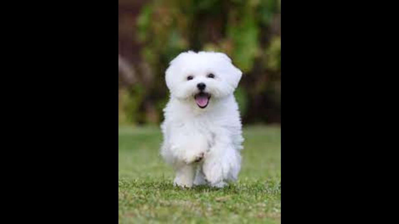 White Dog Breeds - The Top Ten White Dog Breeds