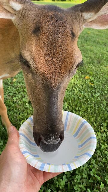 Peaches Takes a Water Break