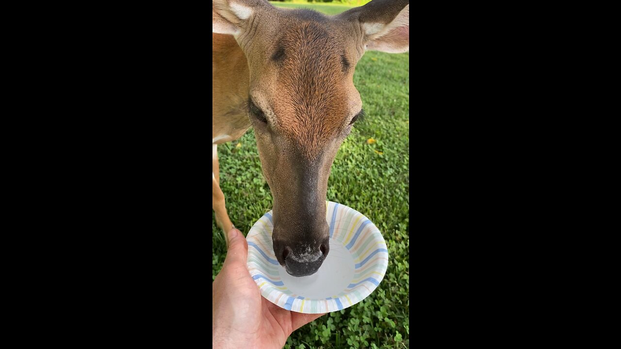 Peaches Takes a Water Break