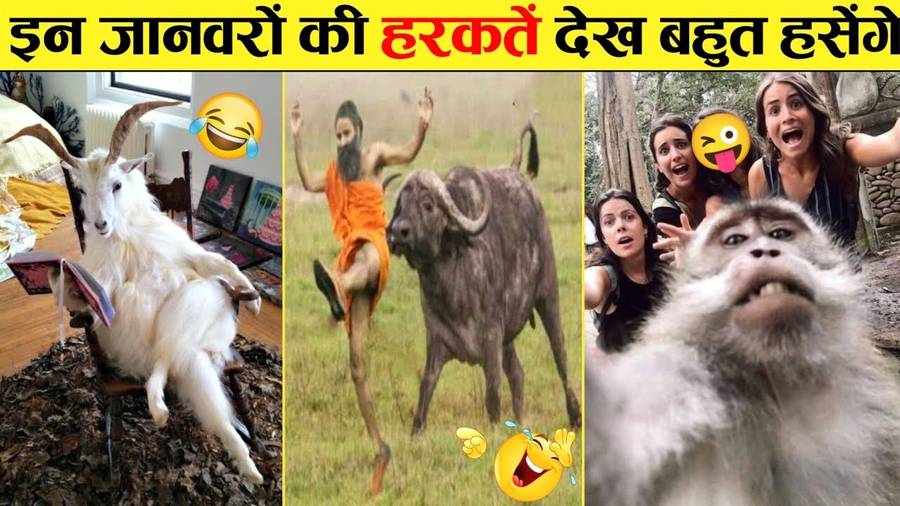 🤣दुःख दर्द कष्ट फिर भी ये जानवर मस्त 😜...Funny Animals Video