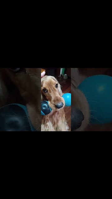 #dogshow, #amimals, #dogs, #shorts