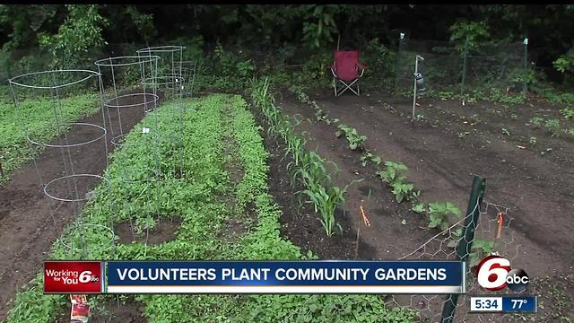 Volunteers plant community gardens on Indy's west side