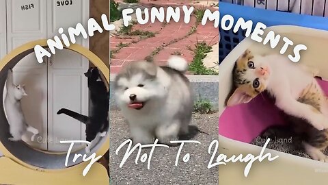 Animal Funny Moments 2024 - Unleashing Laughter with the Cutest and Craziest Critters!