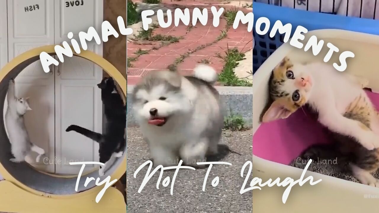 Animal Funny Moments 2024 - Unleashing Laughter with the Cutest and Craziest Critters!