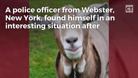 Herd of Goats Descends on Police Cruiser