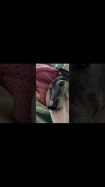 Elsa the greyhound enjoys snuggling on the bed