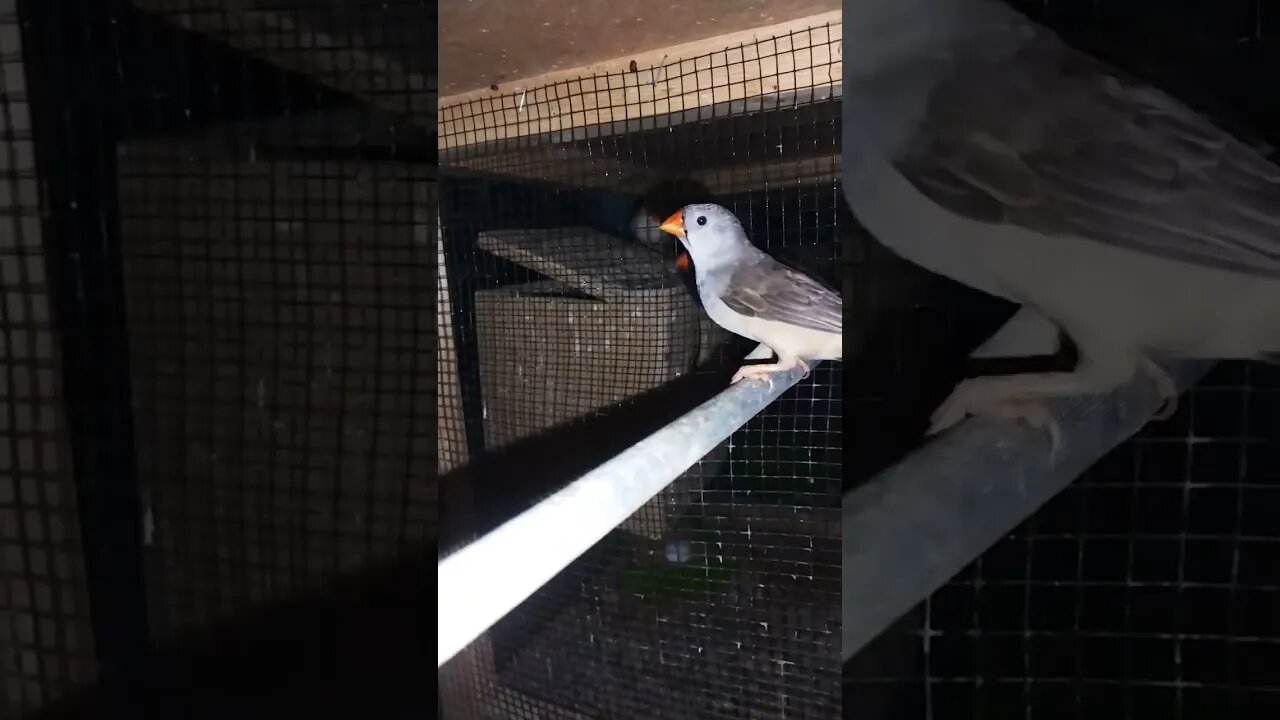 Mutation finches at SNS exotic finches #shorts #youtubeshorts #birdslover
