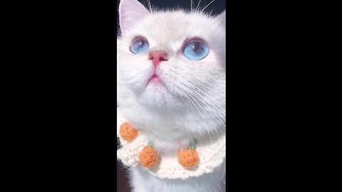 Cute and Funny Cat Videos Compilation