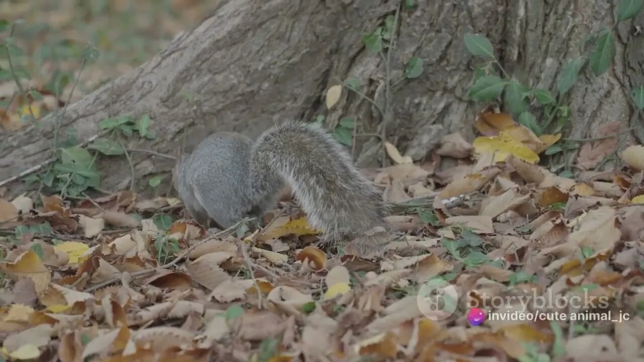 Cute Squirrel Moments: Nutty Fun