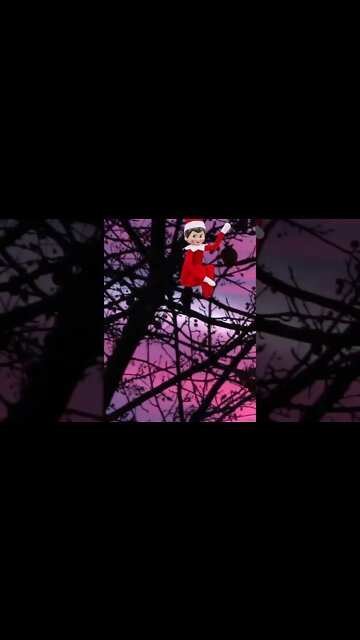 There Are Elfs On The Shelves In My tree! #Shorts