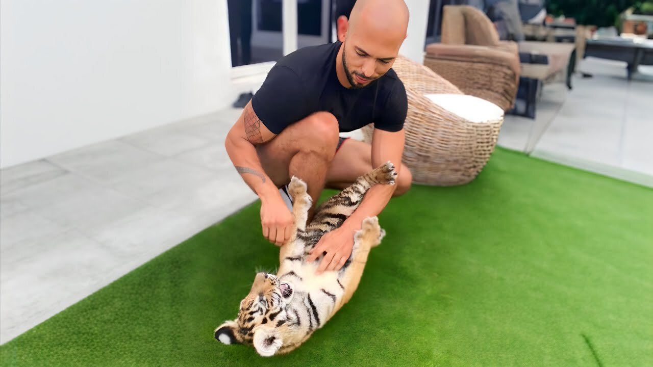 Andrew Tate BUYS $7M TIGER from🇦🇪Billionaire Sheikh😍🐅