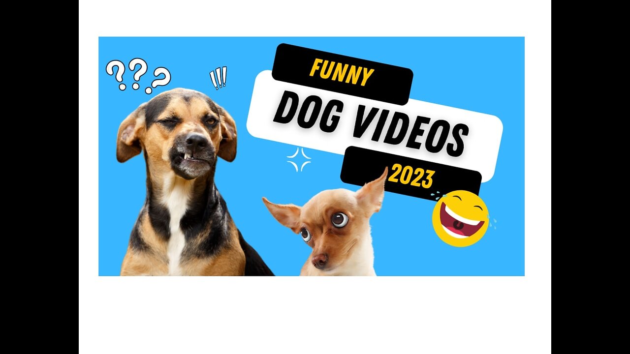 New Best Funny Animal Videos 2023 😂 Funniest Cats And Dogs Videos #funnydogs #funnycats #funnyvideo