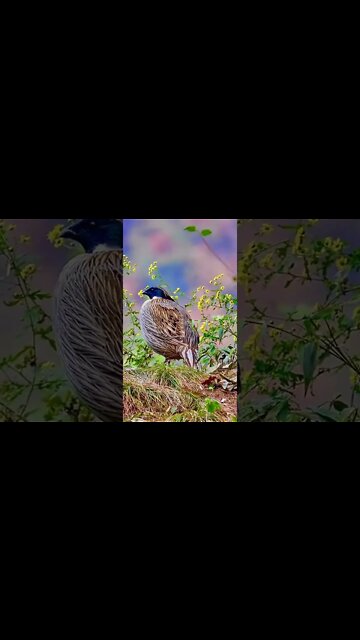 Beauty of nature 💞 #Shorts #ytshorts #UbertainmentFun #Dogs #Animals #Fun