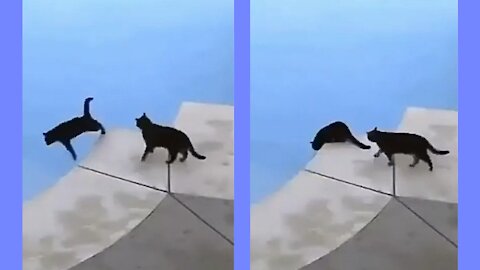 cats fool each other funny video