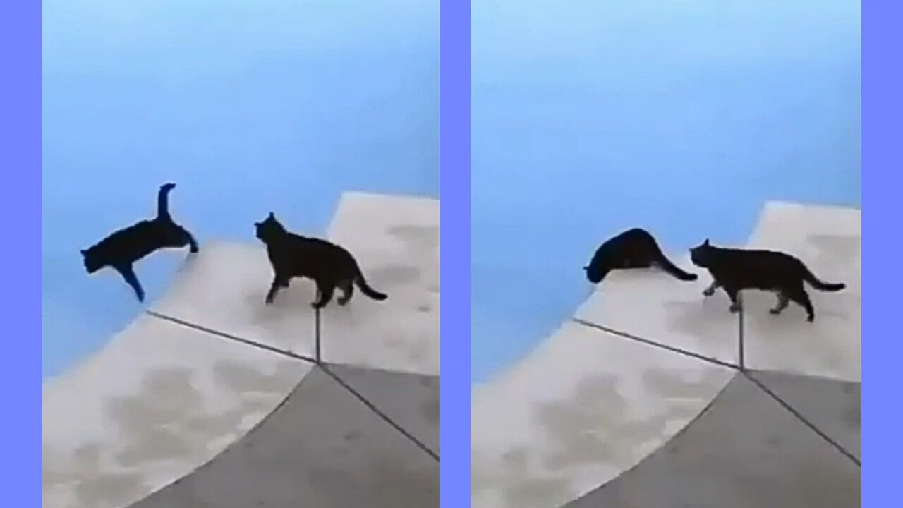 cats fool each other funny video