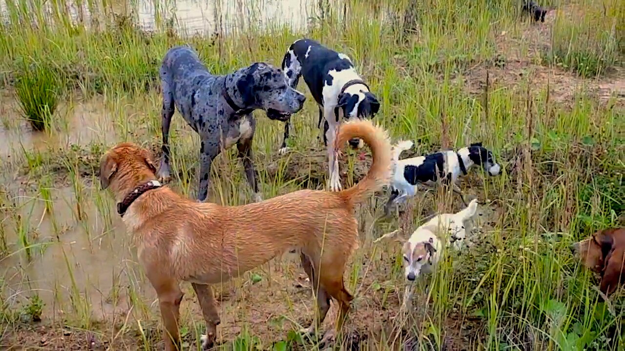 The dogs are having a blast - walking and bathing!