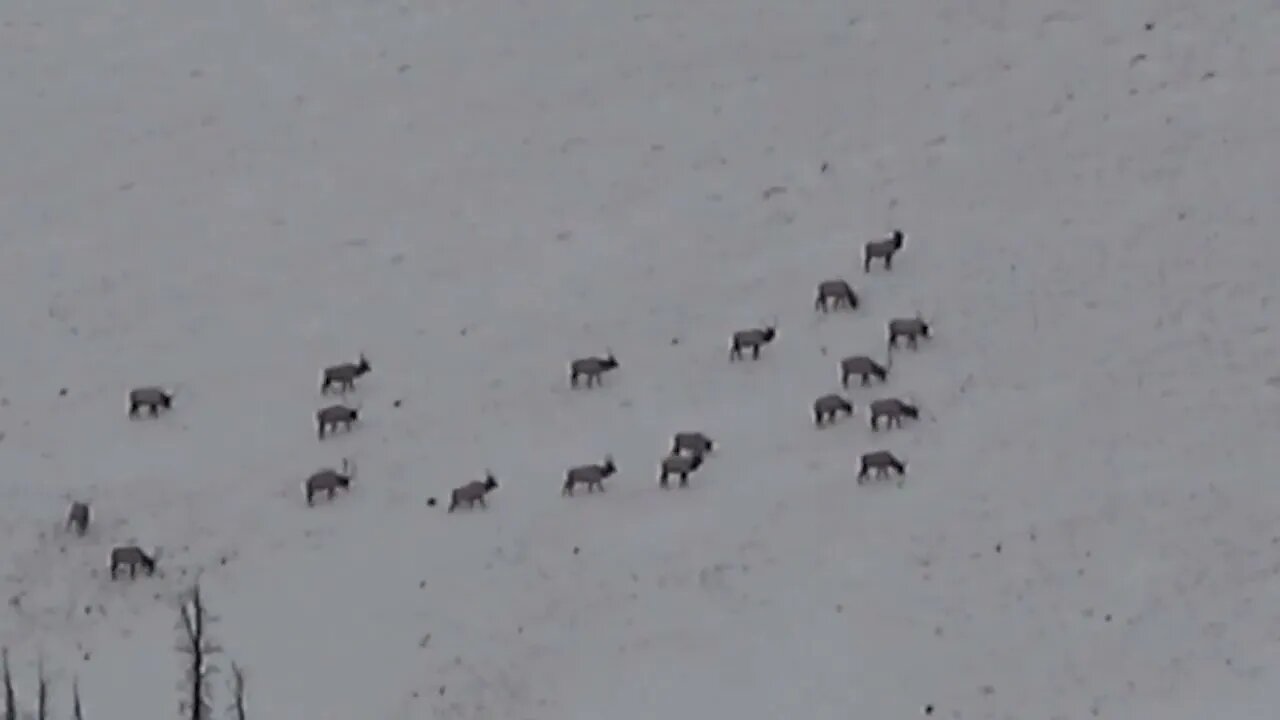 A WHOLE LOTTA BULL! Herd of Bull Elk!