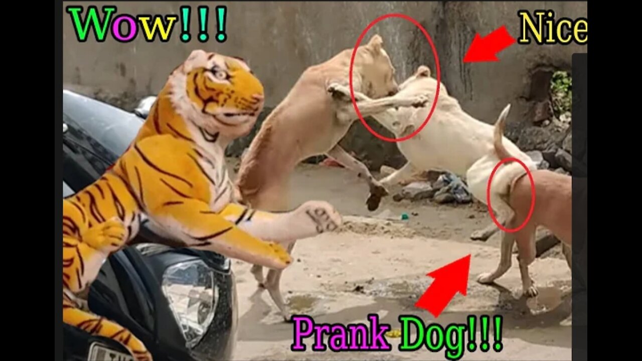 Wow Nice Fake Tiger Pranks Dog!!! Prank Run Very Funny Try To Not Laugh Challenge