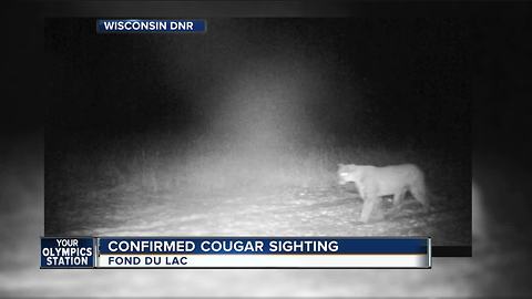 Cougar spotted on trail camera in Fond du Lac County