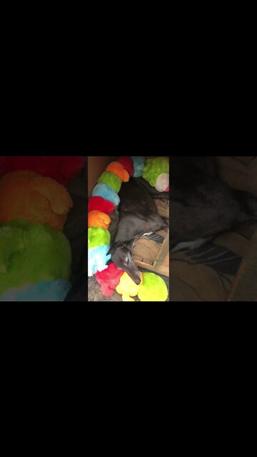 Disabled Greyhound naps in another dog's kennel Part II