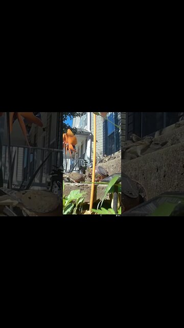 The Cardinal Loves To Hit Our Window With His Talons #Shorts 🌞