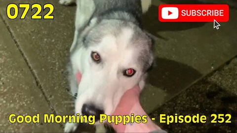 [0722] GOOD MORNING PUPPIES - EPISODE 252 [#dogs #doggos #doggies #puppies #dogdaycare]