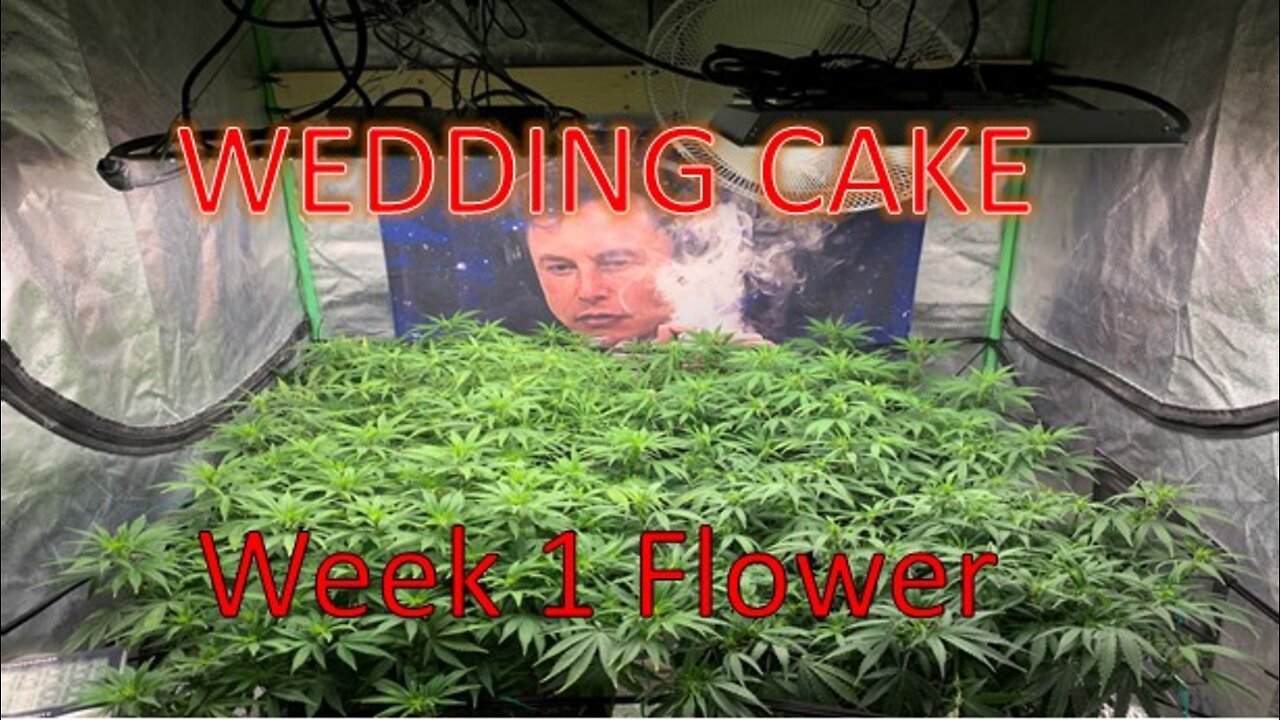 1st week in Flower Wedding Cake