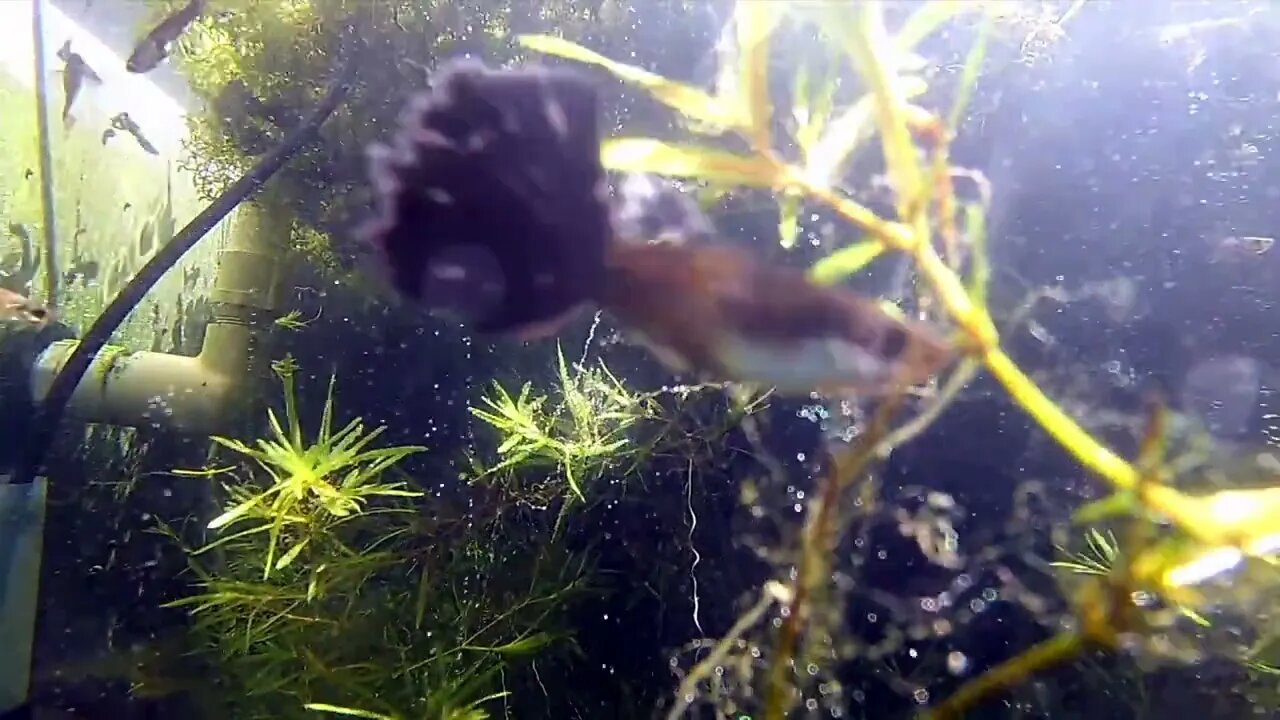 Underwater View of Blue Mosaic Dragon Guppy Pond