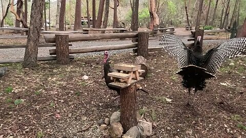 Wild Turkey Shakes It Off SLO MO Format