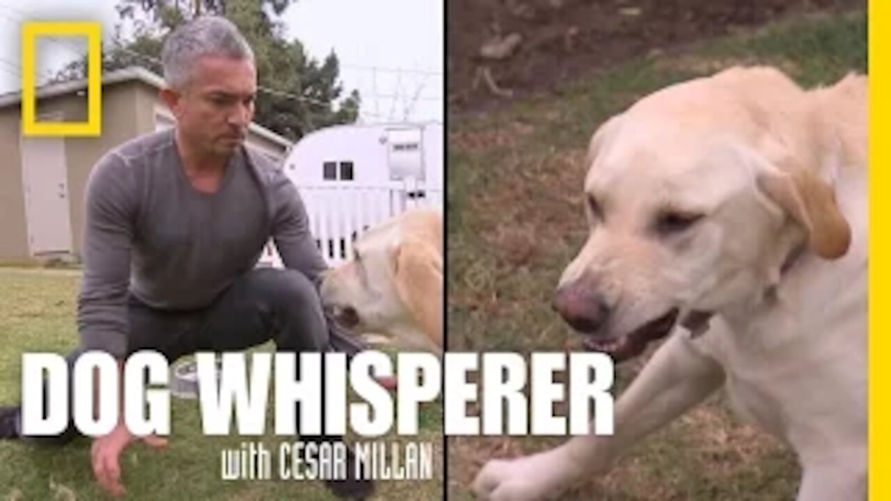 Showdown with Holly | Dog Whisperer🐶